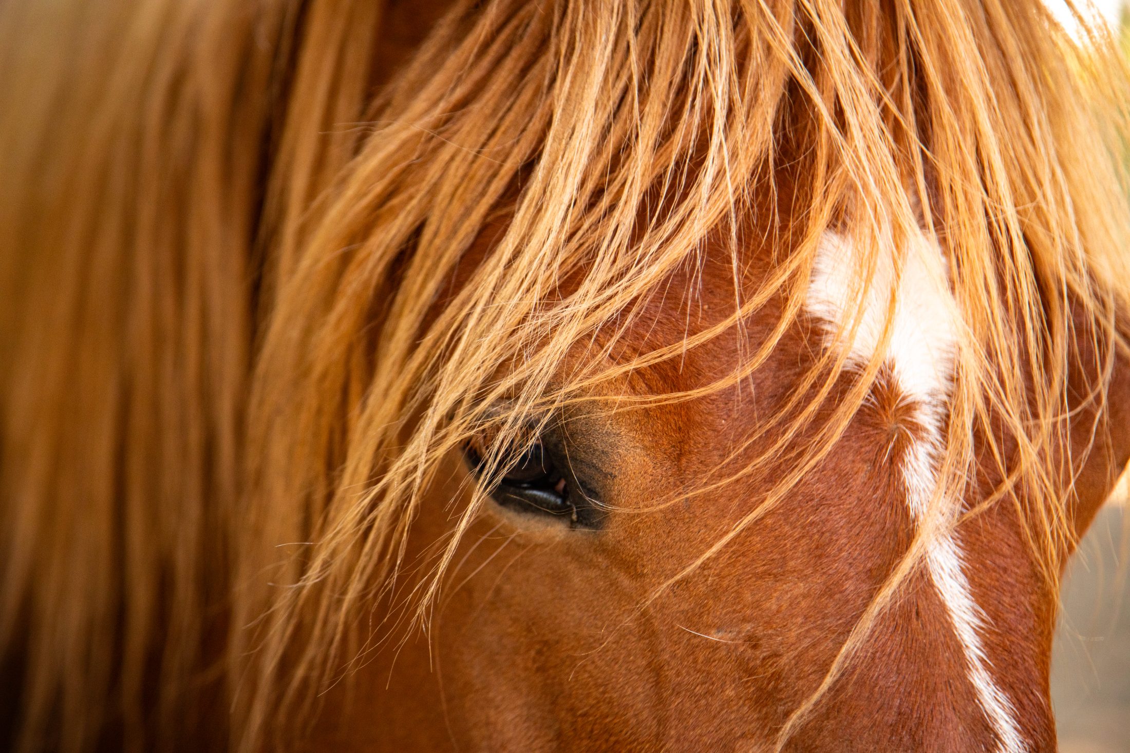 Regard d'un cheval, détail