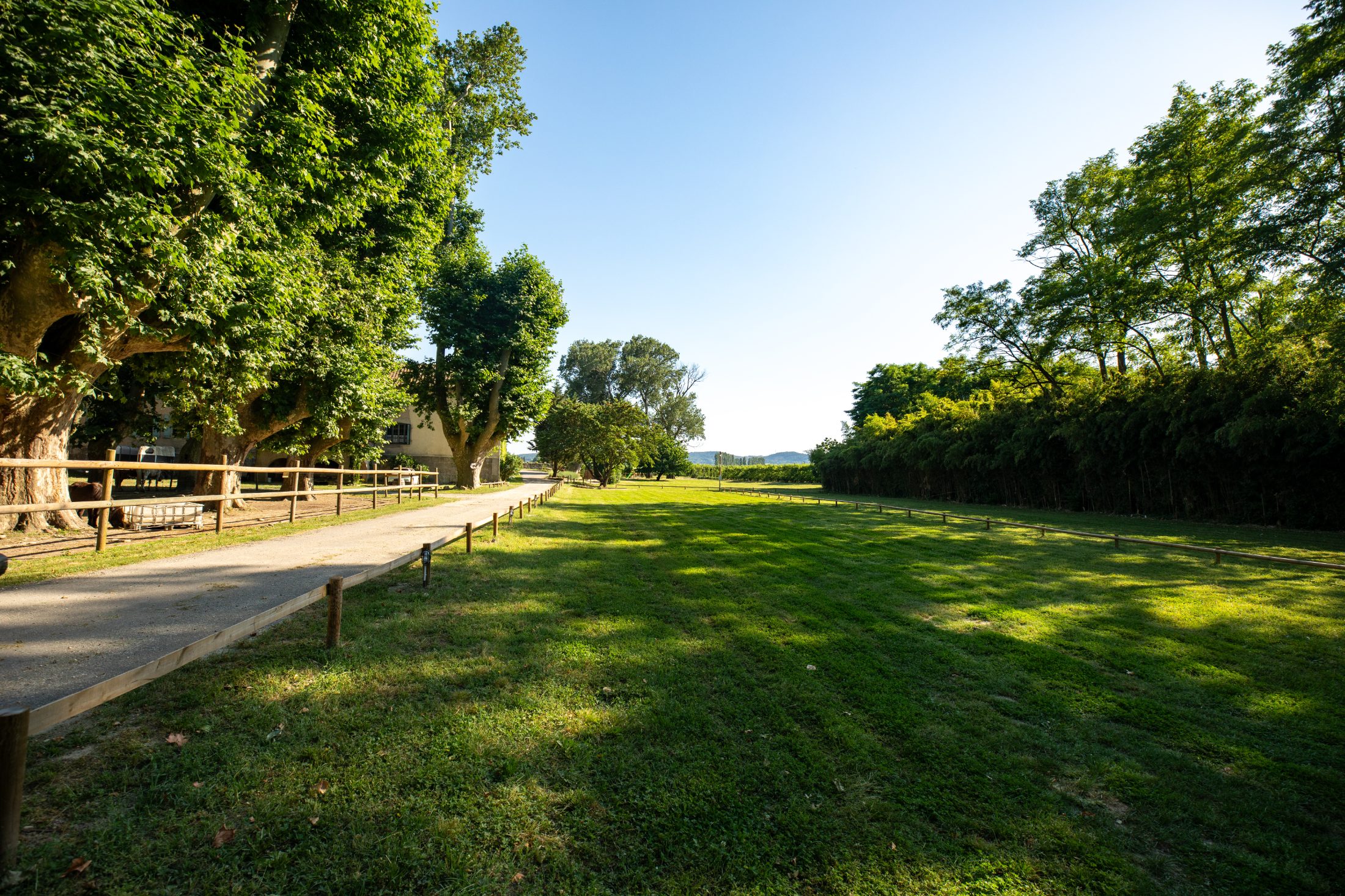 Chemin bordé d'arbres au milieu des vergers