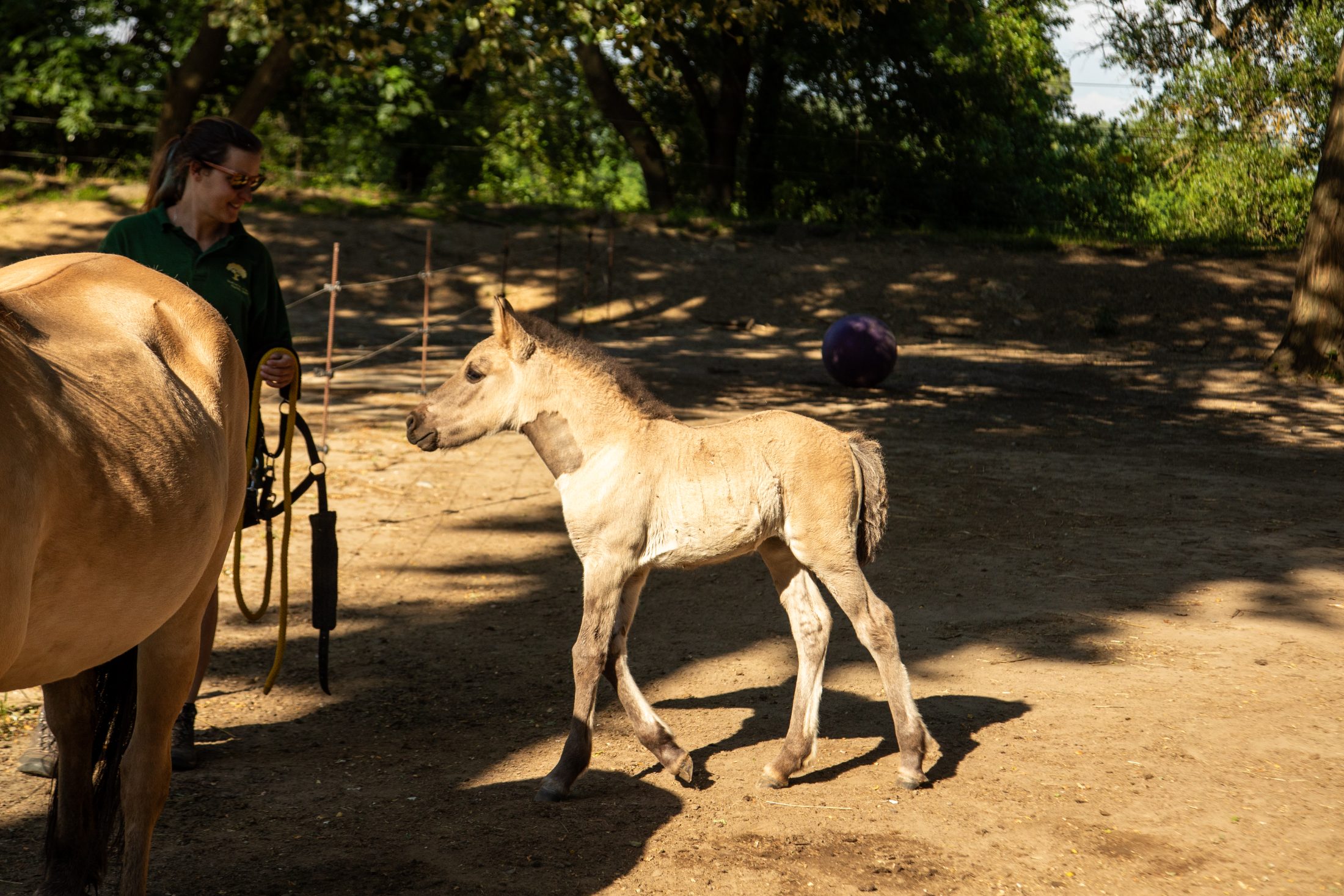 Travail à pied avec un cheval gris