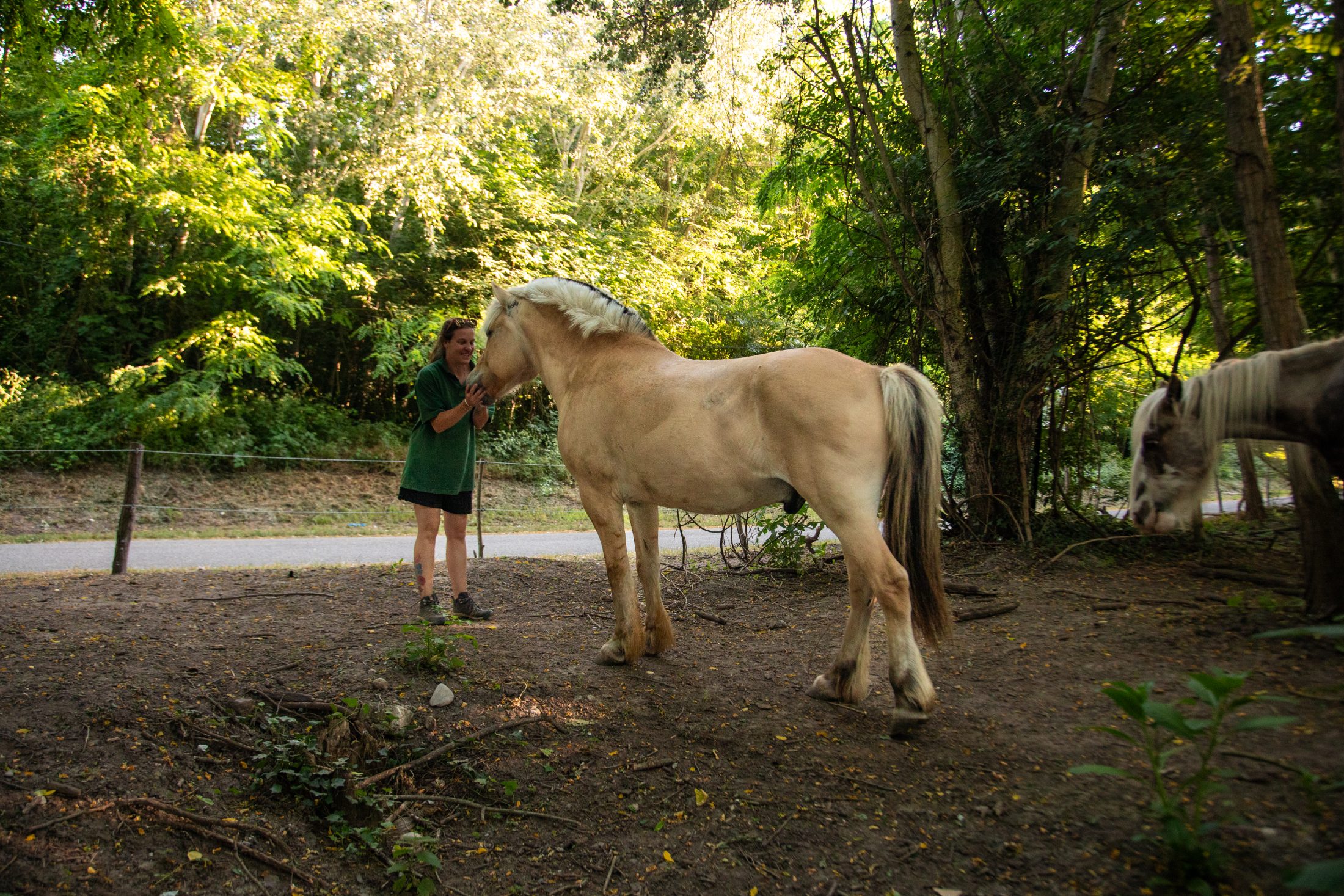 Aurore et un cheval Fjord, moment de complicité dans le domaine