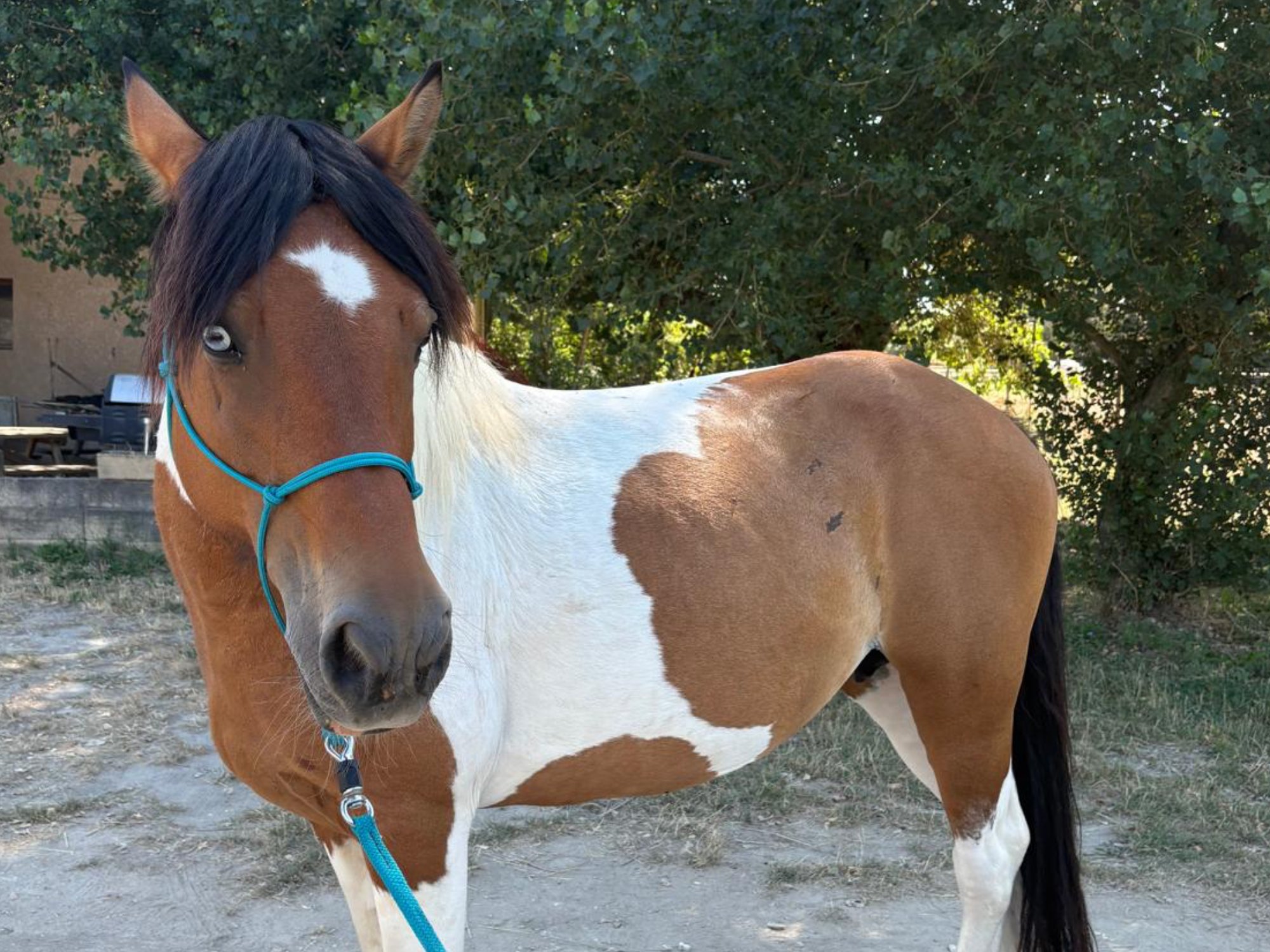 Garza, jument Gypsy Cob pie au regard bleu