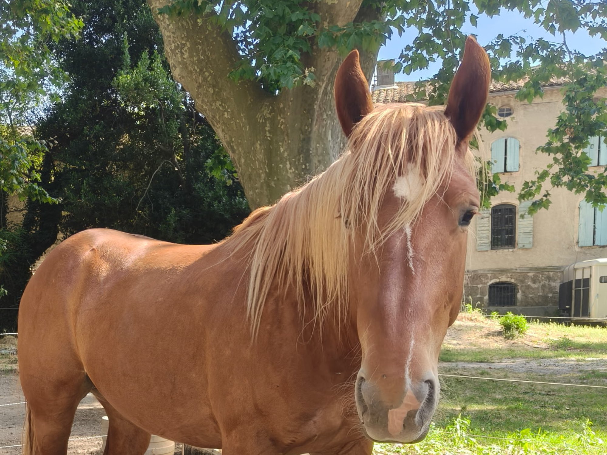 Kaline de St Firmin, jument Trait Comtois alezane