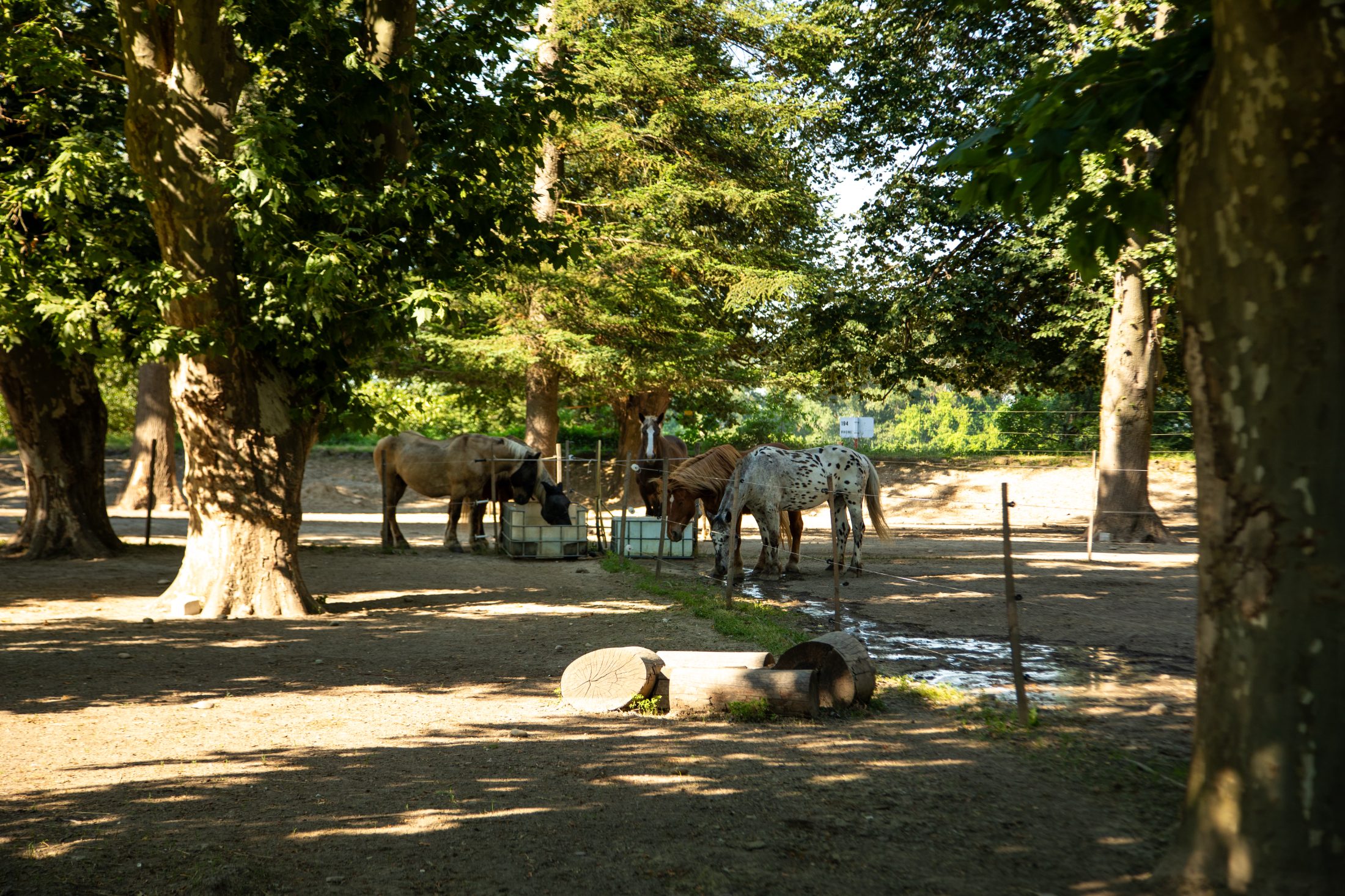 Chevaux au repos sous les grands arbres du domaine