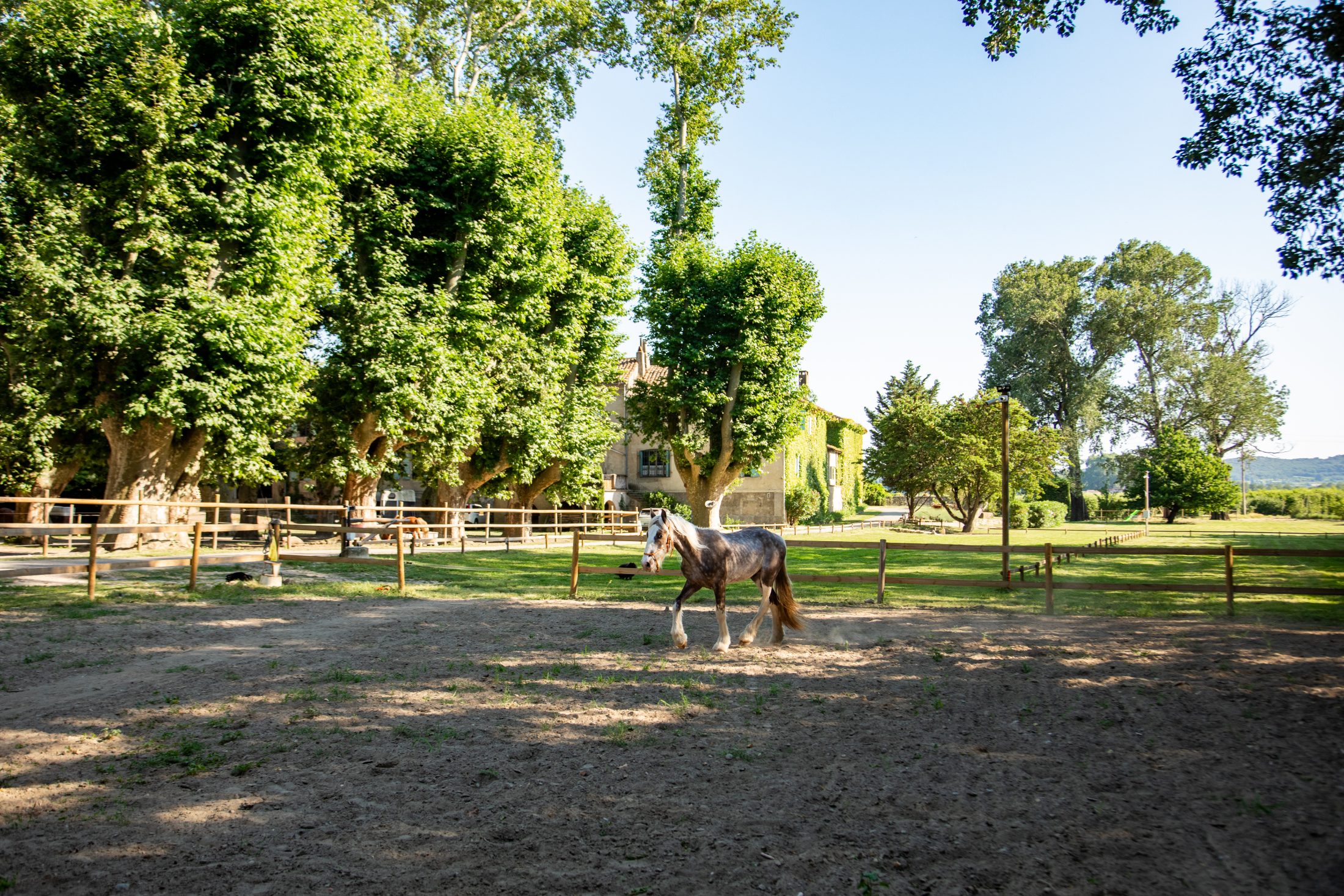 Cheval dans le parc du domaine, le mas en arrière-plan