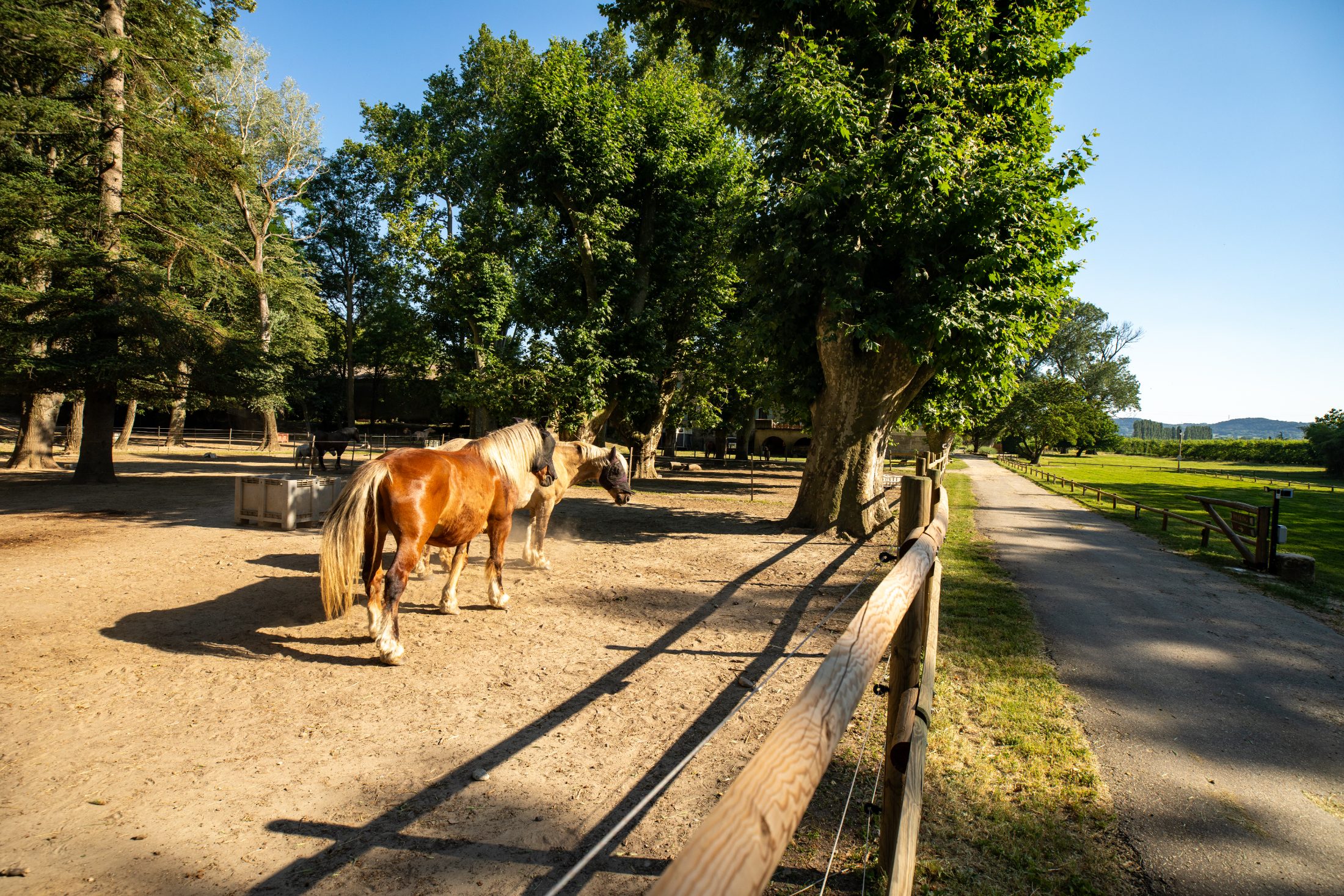 Chevaux en paddock collectif sous les arbres