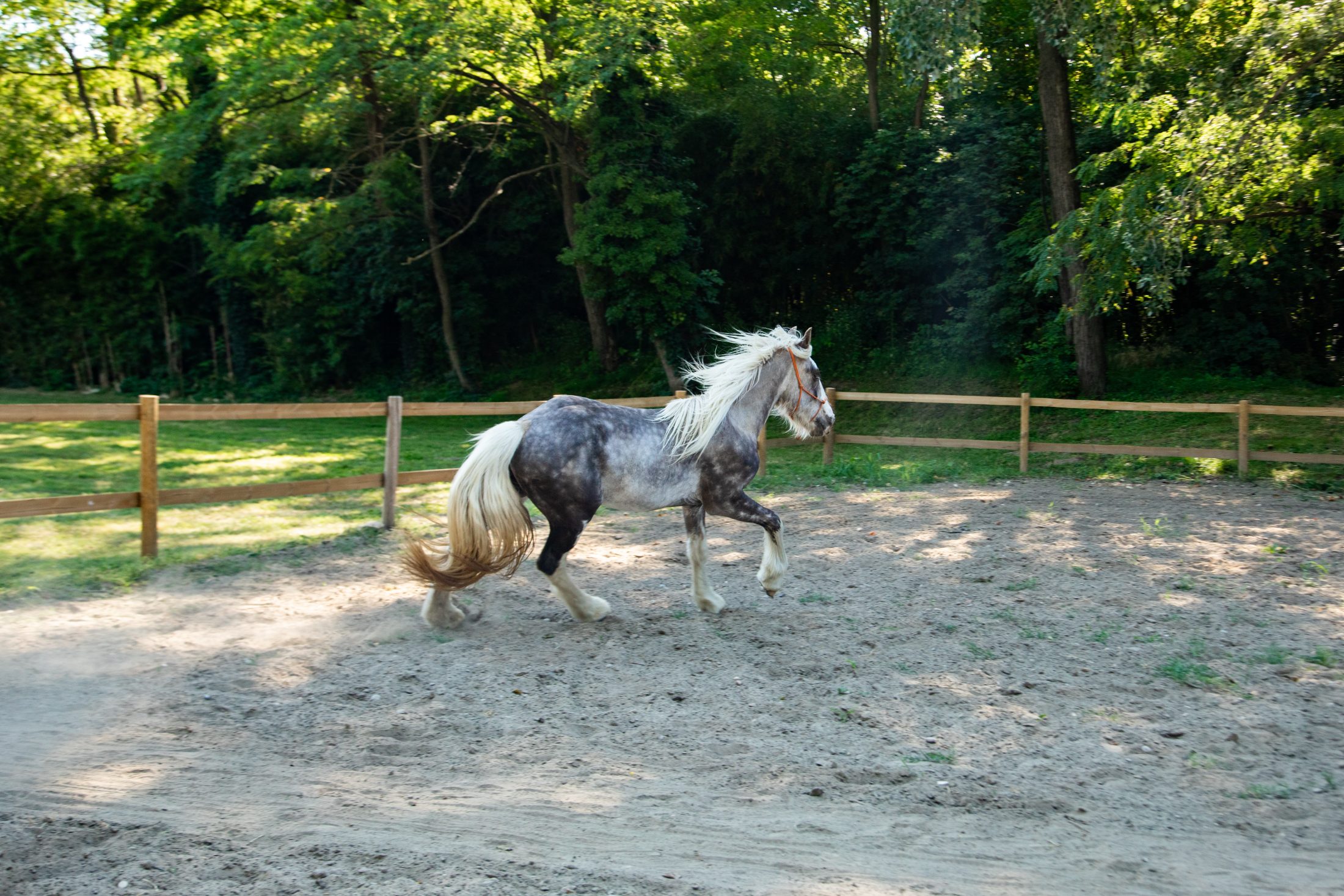 Cheval gris dans un paddock individuel