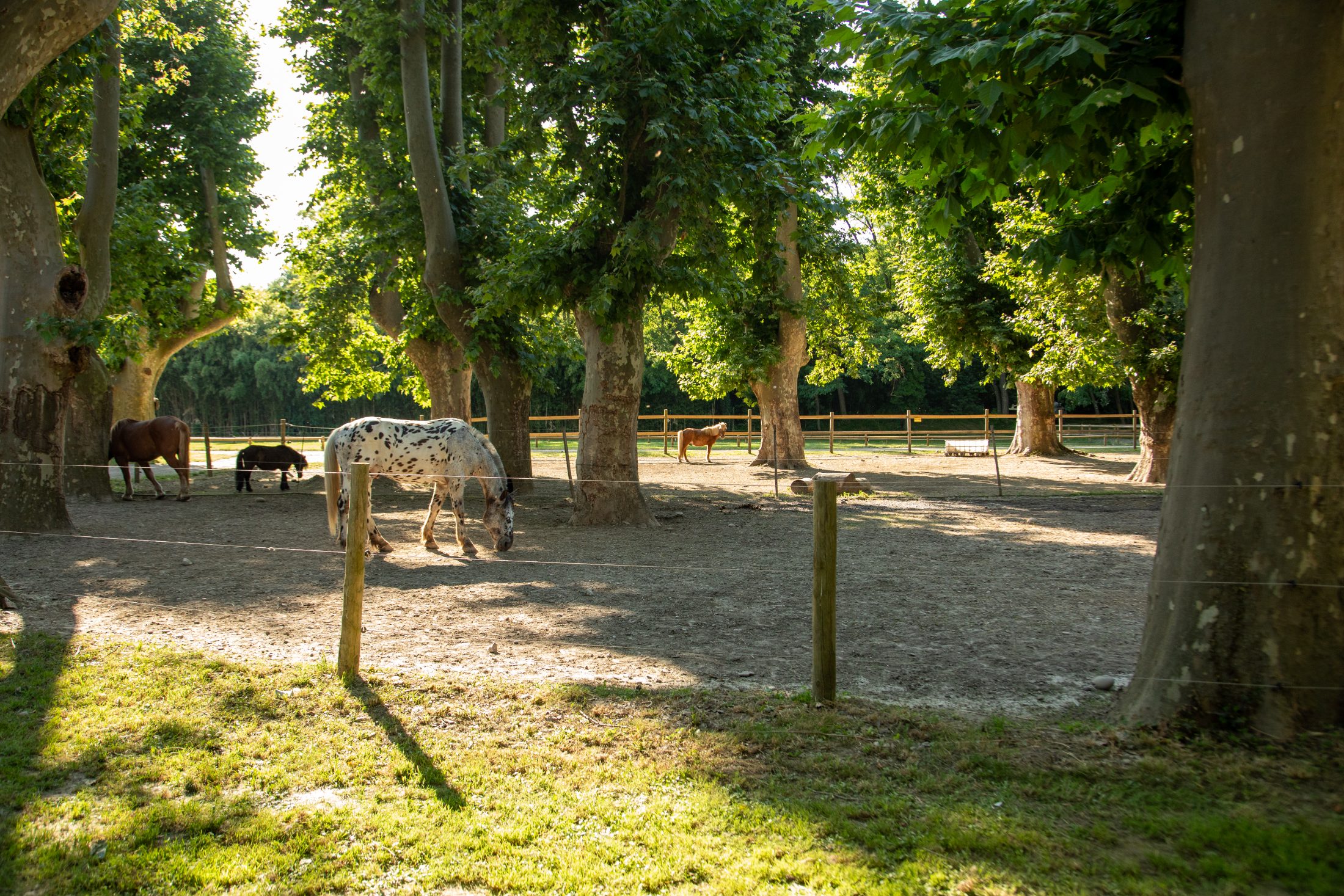 Chevaux au repos sous les grands arbres