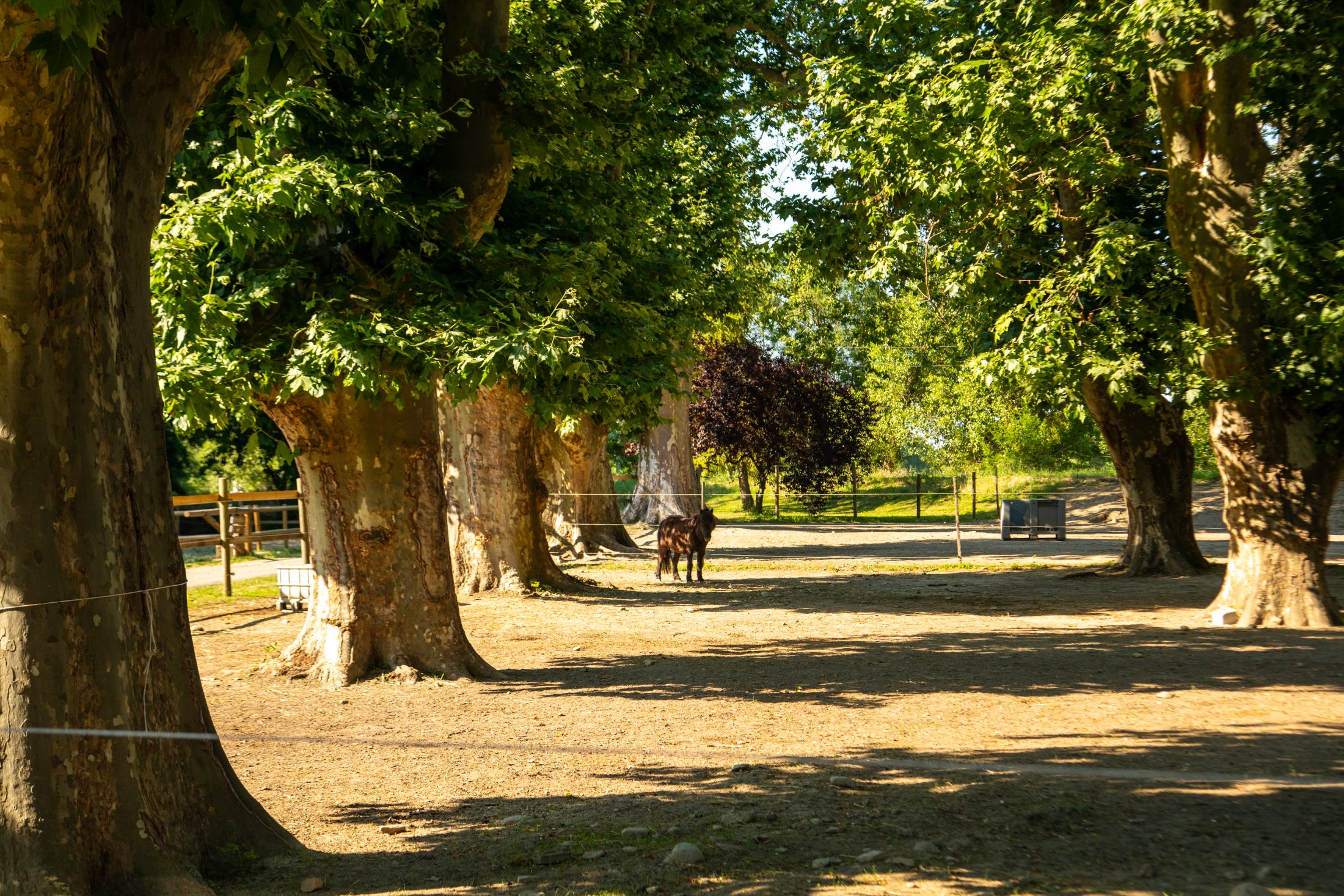 Chevaux à l'ombre des grands platanes